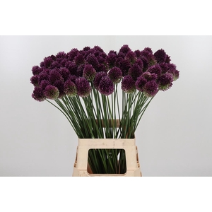 Allium Sphaerocephal (kogel)