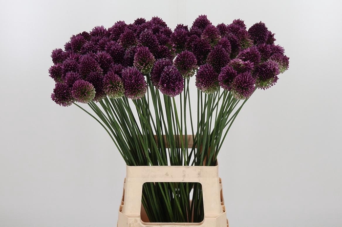 <h4>Allium Sphaerocephal (kogel)</h4>