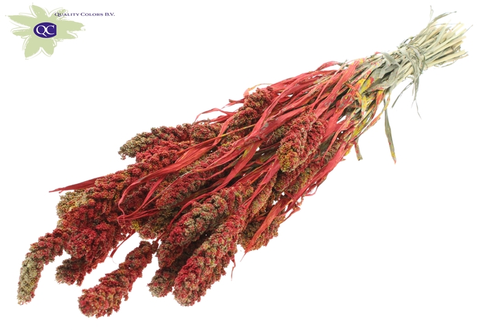 <h4>Gierst per bunch multicolour red</h4>