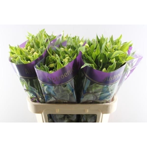 Alstr Morning Star (geel)