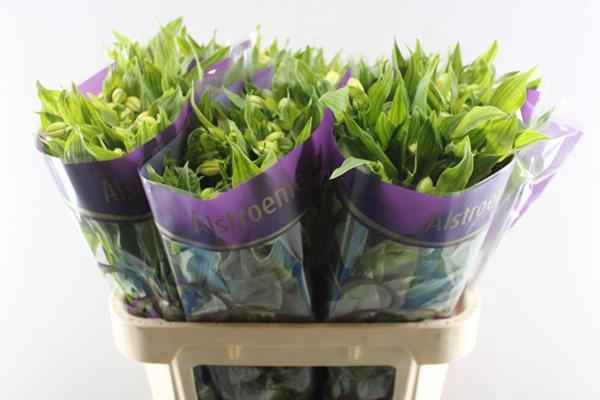 <h4>Alstr Morning Star (geel)</h4>