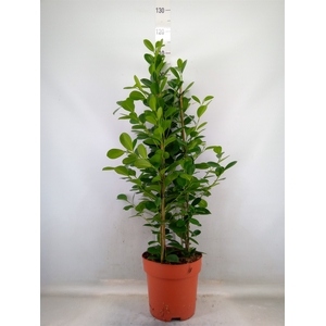Ficus microcarpa 'Moclame'