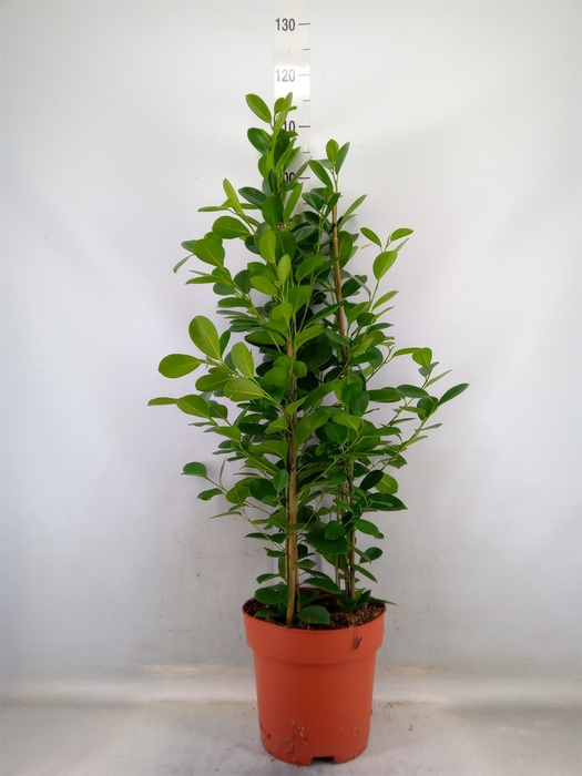 <h4>Ficus microcarpa 'Moclame'</h4>