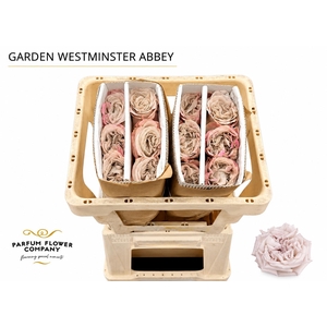 Rosa Garden Westminster Abbey