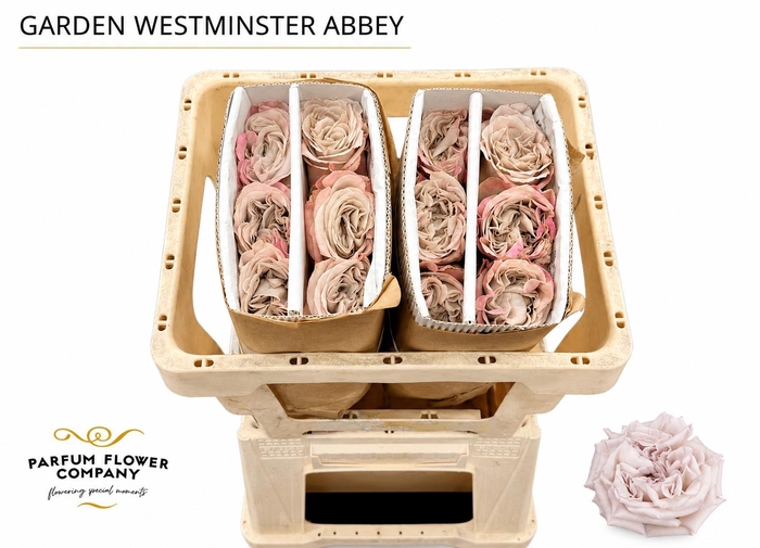 <h4>Rosa Garden Westminster Abbey</h4>