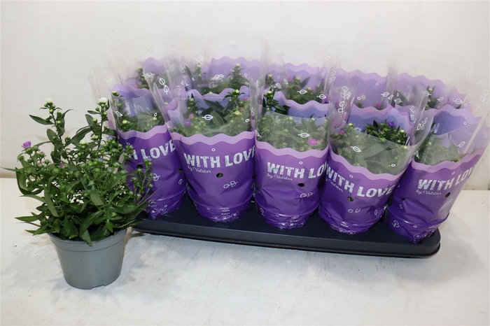 <h4>Aster Nb 3 Klr Mix In Pot</h4>
