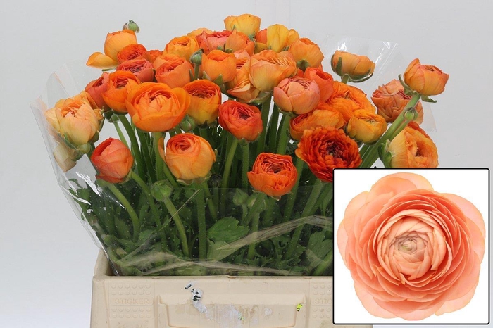 <h4>RAN EL SALMON</h4>