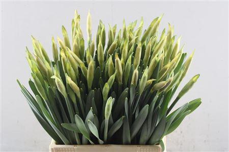 <h4>Narc T Dutch Master X100</h4>