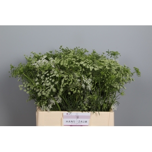 AMMI MAJUS