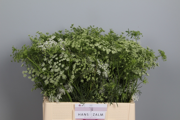 <h4>AMMI MAJUS</h4>