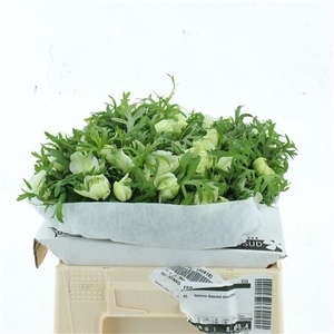 Anem Co Fstar P Whit