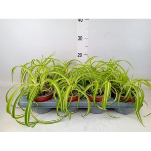 Chlorophytum com. 'Bonnie'