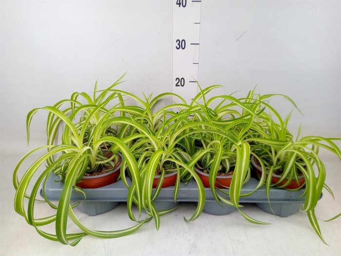 <h4>Chlorophytum com. 'Bonnie'</h4>