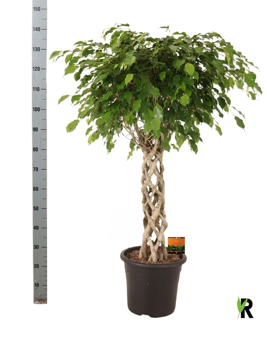 <h4>FIC BE EXOTICA</h4>