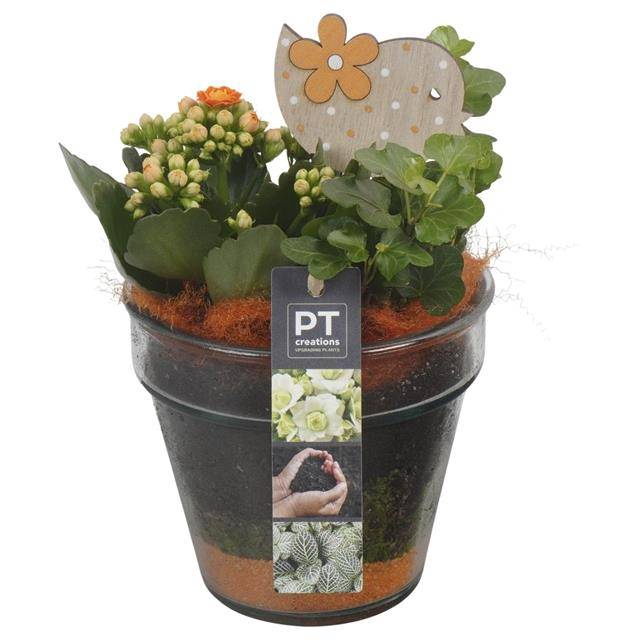 arr. Kamerplanten