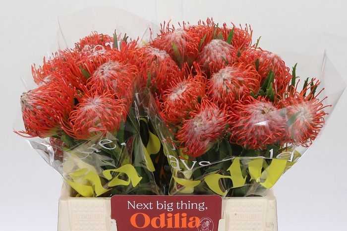 <h4>LEUCO CO TANGO</h4>