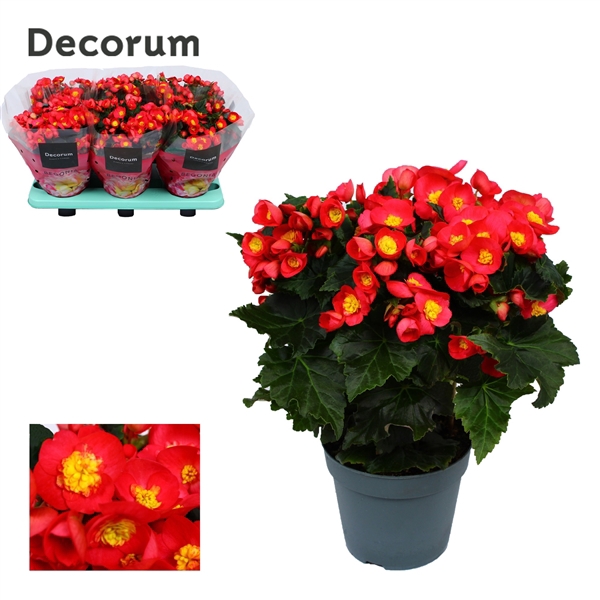 <h4>Begonia ''valentino pink'' Decorum</h4>