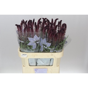 Lysimachia Atropurpurea