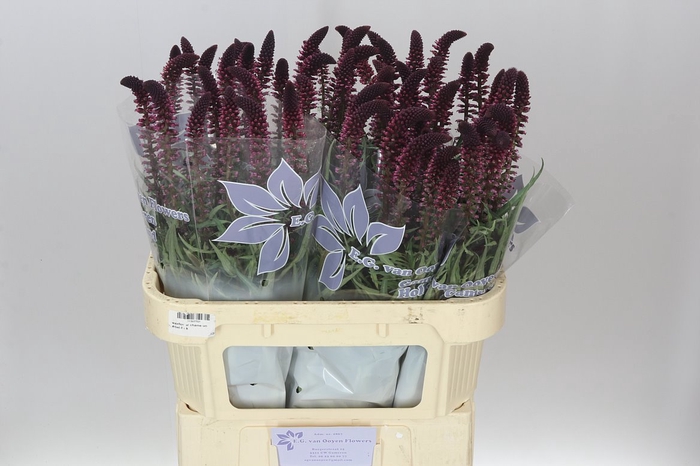 <h4>Lysimachia Atropurpurea</h4>
