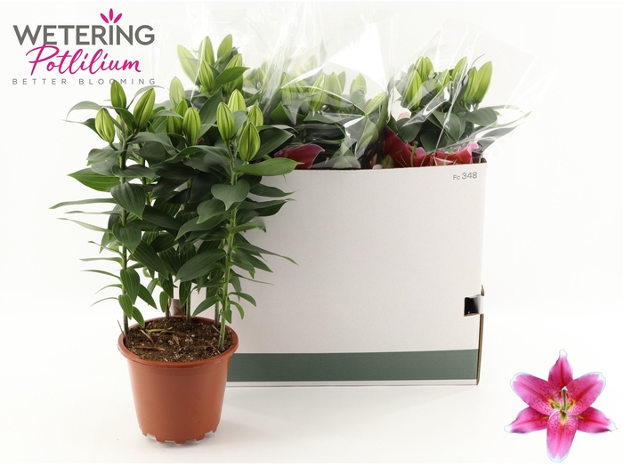 <h4>LIL OR SUNNY ROBYN</h4>