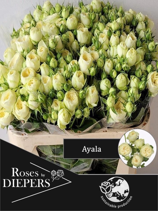 <h4>R TR AYALA!</h4>