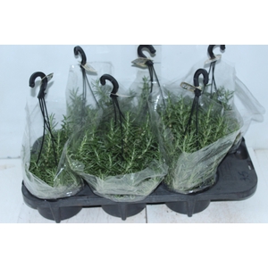 ALECRIM C13 PENDENTE