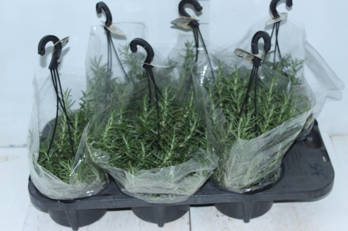 <h4>ALECRIM C13 PENDENTE</h4>