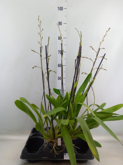 <h4>Orchideeen   ...</h4>