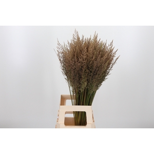 Calamagrostis
