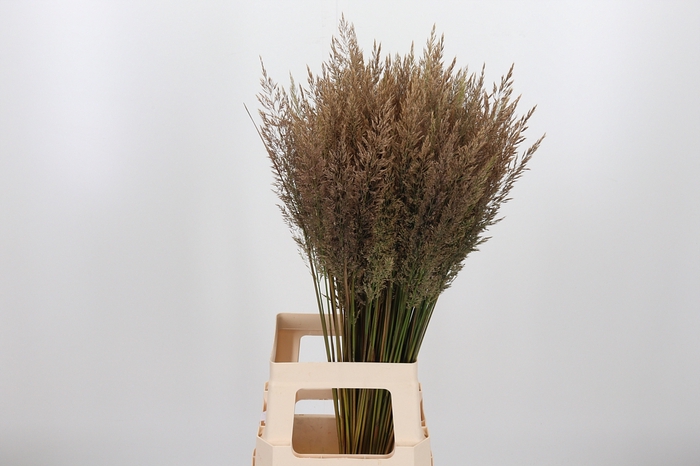 <h4>Calamagrostis</h4>
