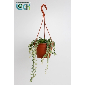 Senecio Herrianus Variegata