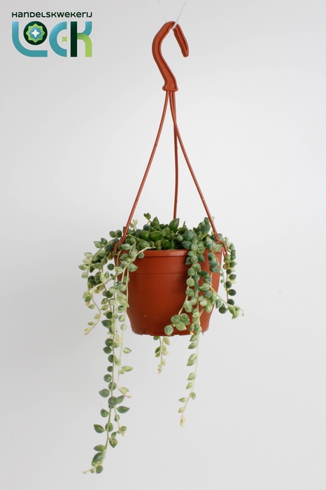 <h4>Senecio Herrianus Variegata</h4>