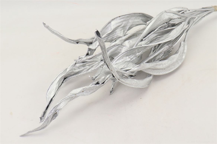 Dried Strelitzia Leaf L Silver Stem Slv