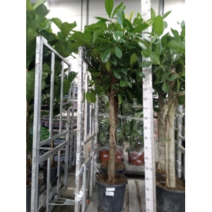 Ficus cyathistipula