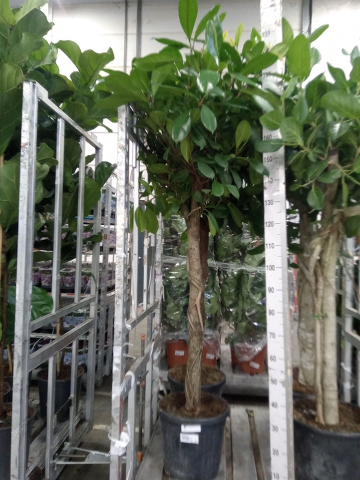 <h4>Ficus cyathistipula</h4>