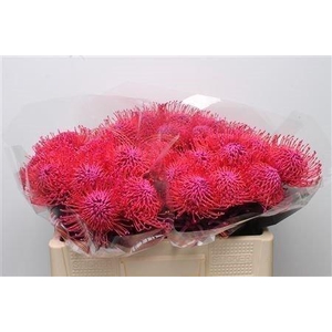 Nutans paint cerise
