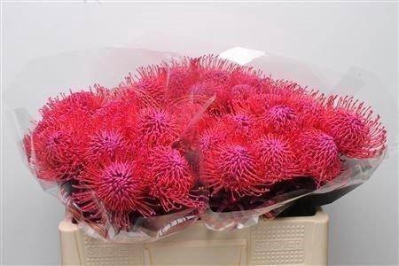 <h4>Nutans paint cerise</h4>
