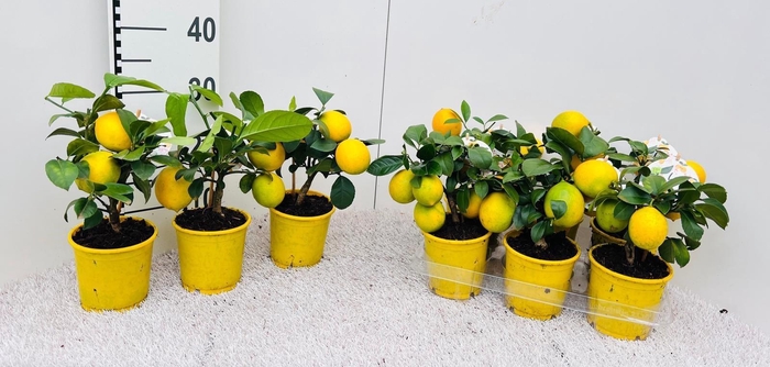 <h4>Citrus meyeri Lemon mini-stem</h4>