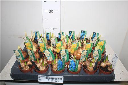 <h4>Bolbloemen Gem</h4>