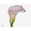 Calla 'Denver'