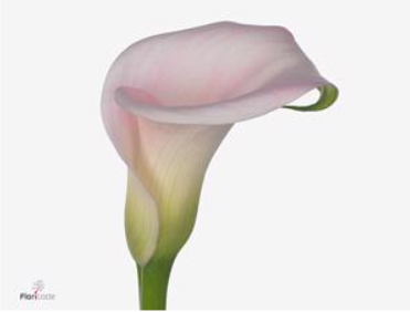 Calla 'Denver'