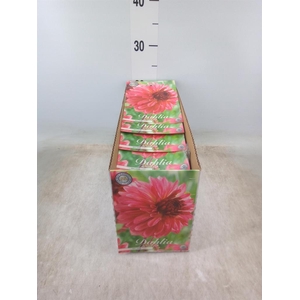 Dahlia   ...flowerbulbs