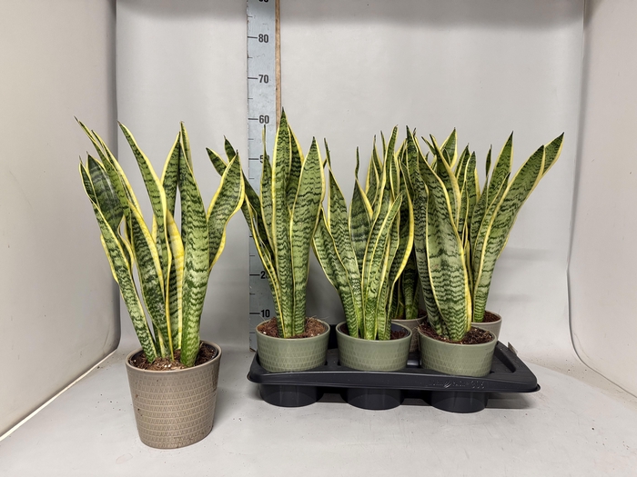 <h4>SANSEV LAURENTII</h4>