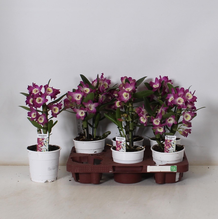 <h4>DEND NOBILE</h4>