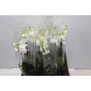 PHALAENOPSIS MINI P09 BRANCO 2 HT