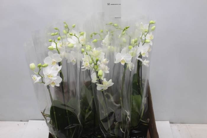 <h4>PHALAENOPSIS MINI P09 BRANCO 2 HT</h4>