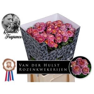 Rosa TR 'Magic Strike'