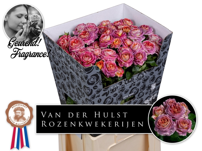 <h4>Rosa TR 'Magic Strike'</h4>