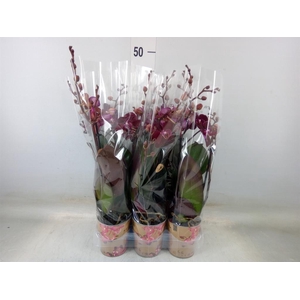 Phalaenopsis multi.   ...