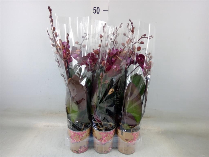 <h4>Phalaenopsis multi. ...</h4>